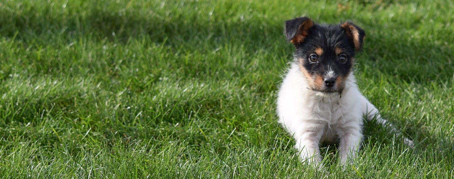 Yorkshire fox cheap terrier mix